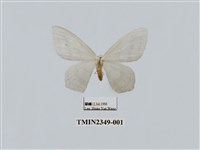 藏品(淺灰明鉤蛾)的圖片